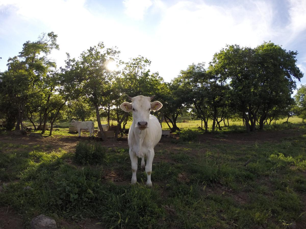 הוילה מונטפיאסקונה Agriturismo Poggio Della Capanna מראה חיצוני תמונה